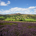 Heather moors, Healaugh, Swaledale